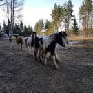 Paardrijden in Zweden