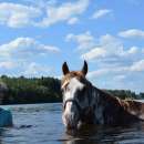 - Paardrijden in Zweden
